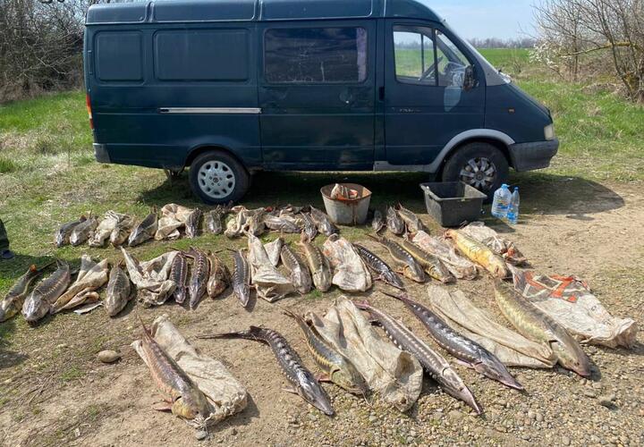 На Кубани браконьеры убили рыб ценной породы на четыре миллиона рублей