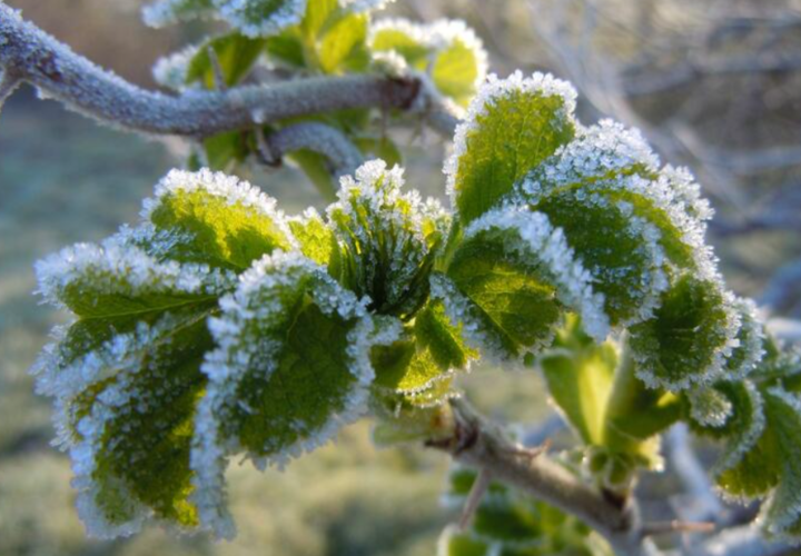На Кубани продлили предупреждение о заморозках