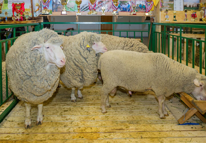 Не хватает даже чабанов: цены на баранину в РФ за год выросли почти на 40 процентов