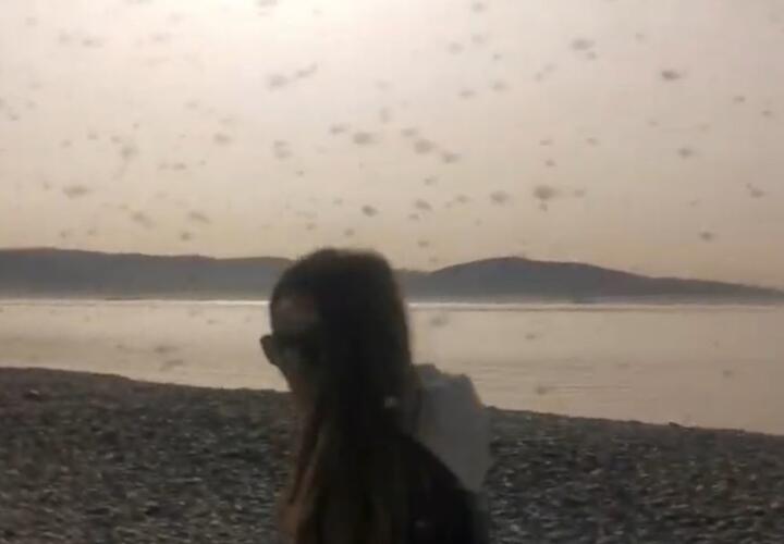 Небывалое нашествие комаров случилось в Новороссийске