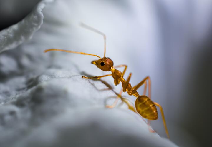 Новый вид муравьёв назвали в честь лорда Волан-де-Морта