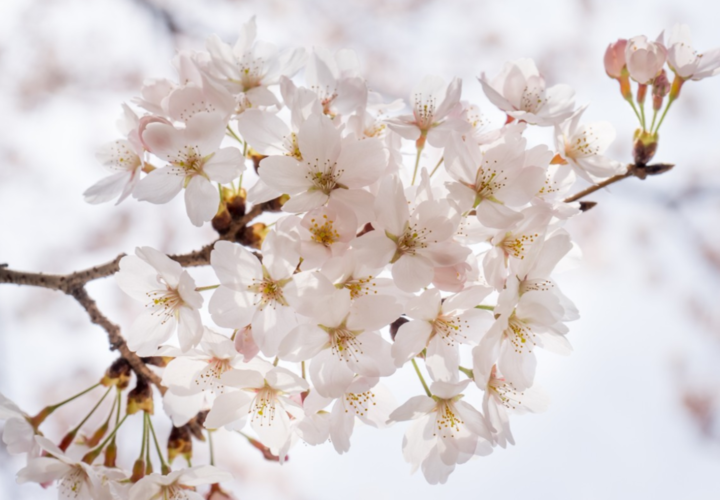 Прогноз погоды на Кубани на неделю с 22 по 28 апреля