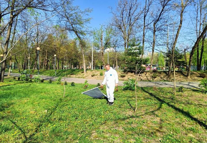 По ночам в Краснодаре будут обрабатывать парки от клещей