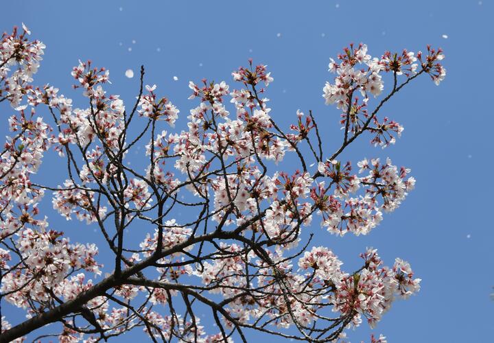 С ветерком: какая погода будет на Кубани 5 апреля