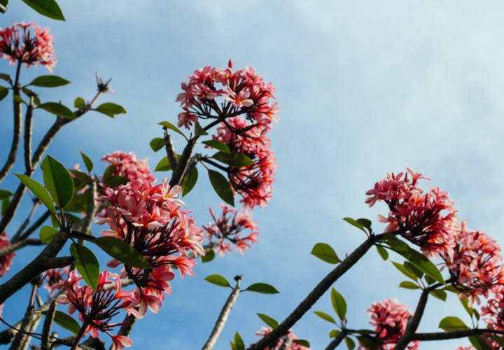 Прогноз погоды на Кубани 13 апреля