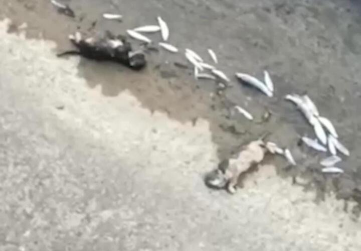 Туши мертвых рыб, лягушек и выдр разбросаны по берегу реки Восточный Дагомыс