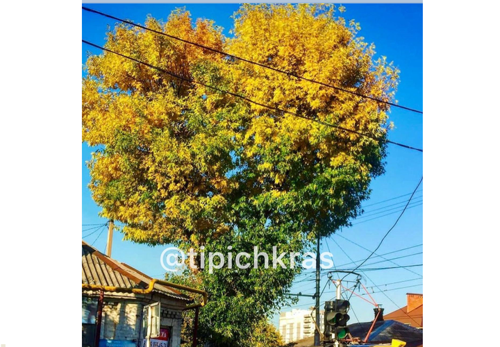 В Краснодаре вместо дерева в виде огромного сердца посадили неприметный саженец