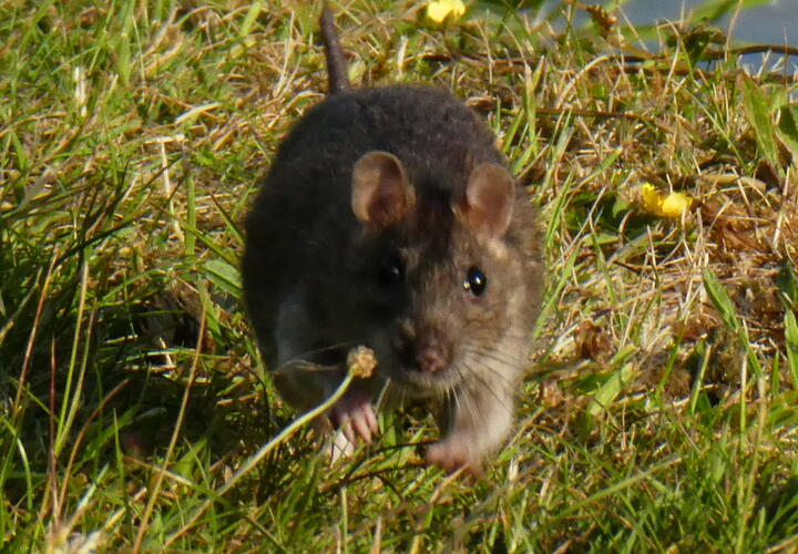 В Новороссийске расплодились крысы, и уничтожать их не собираются