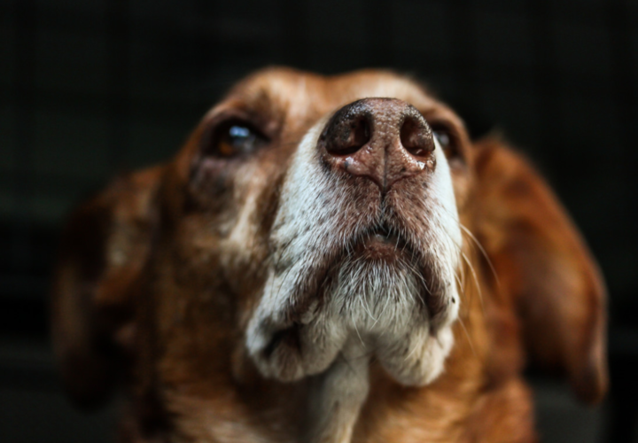 В Новороссийске наконец-то смогут построить приют для бездомных животных