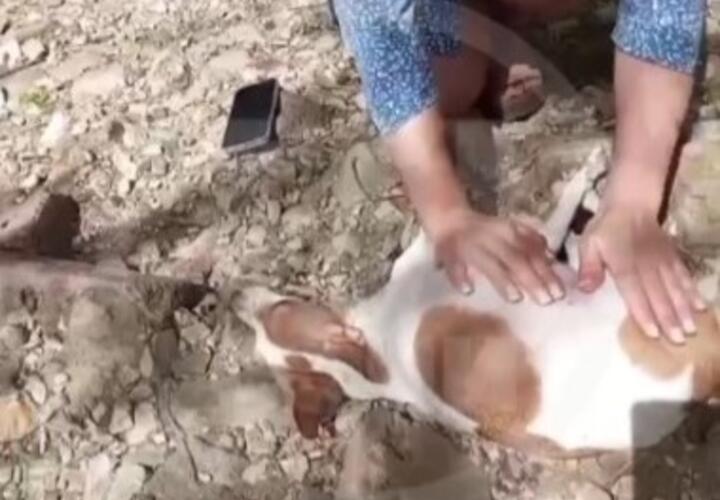 В Сочи из окна четвертого этажа неизвестные выбросили беременную собаку