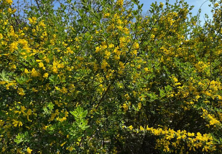 В Сочи расцвел краснокнижный кустарник 