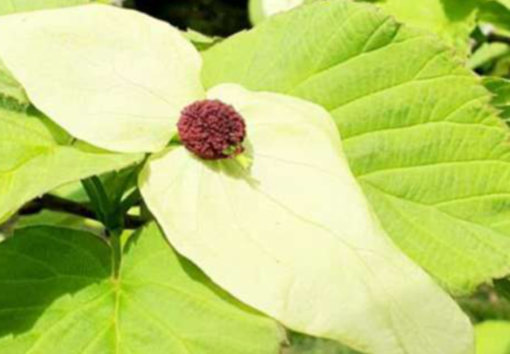 В Сочи расцвело «дерево носовых платков»