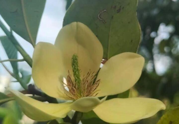 В Сочи расцвела уникальная микелия из Куньминя