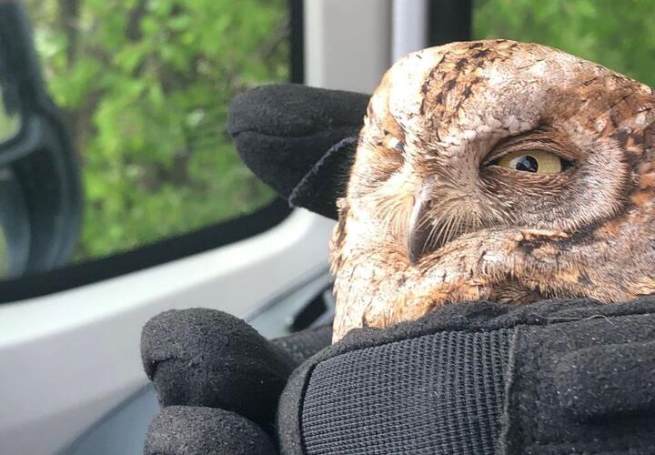 А я думала, сова: из вентиляции в Новороссийске достали неожиданного гостя