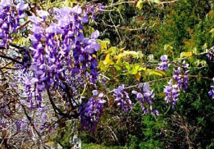 Ядовитая лиана зацвела в Сочи