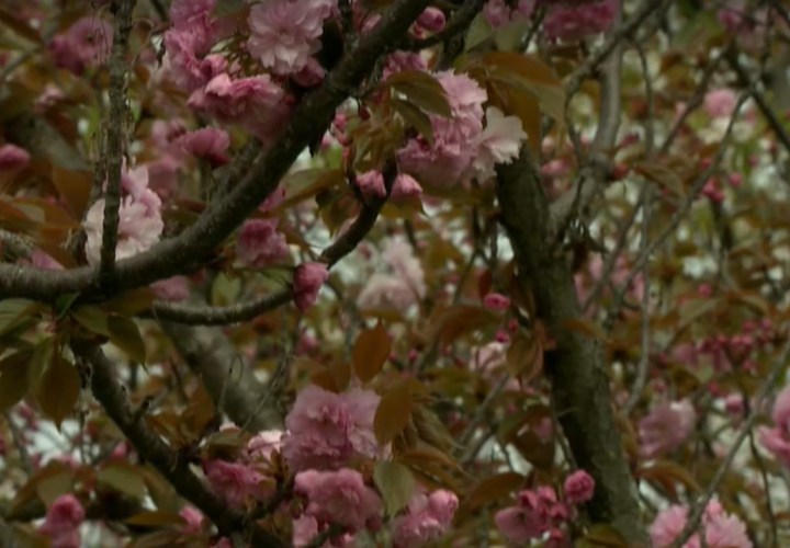 Зацвел Черешневый сад в Сочи