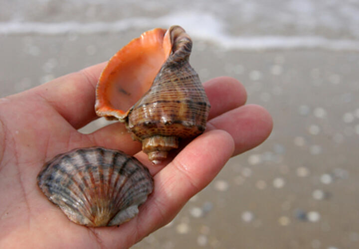 Депутаты лишили Анапу статуса городского округа