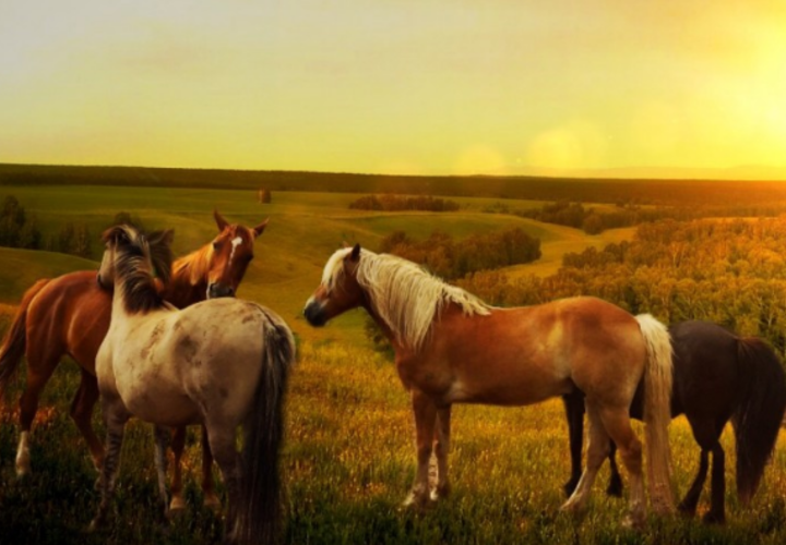 Преступников ищут уже несколько дней