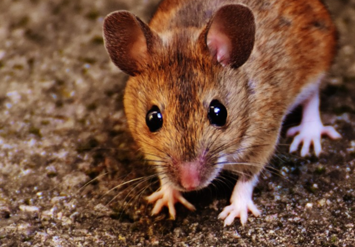 Жители снимают грызунов на видео 