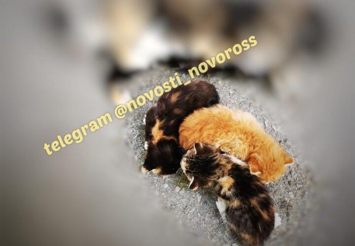 Массовое убийство кошек произошло в Новороссийске