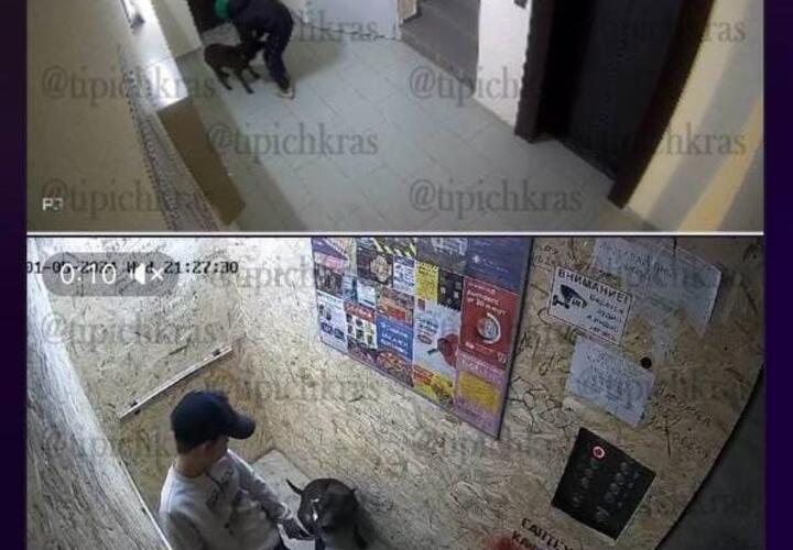 Подросток постоянно избивает собаку в подъезде и во дворе одной из многоэтажек Краснодара