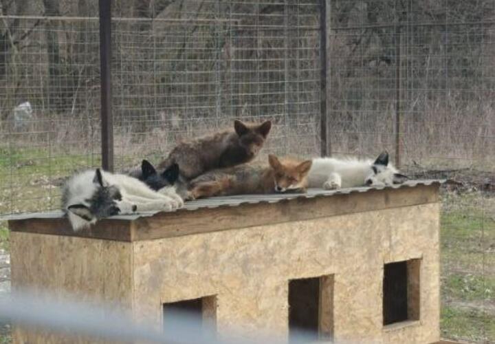 Приют для животных, в котором содержали лис, сгорел дотла в Анапе