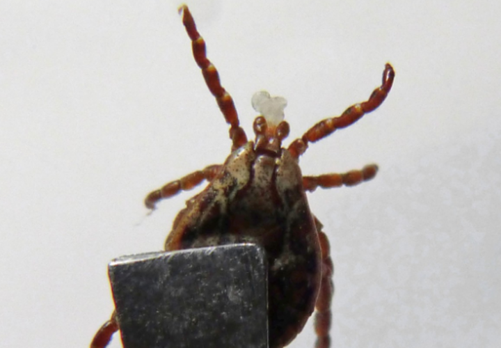 По сравнению с прошлым годом кровососущих паразитов в крае больше в 1,7 раза