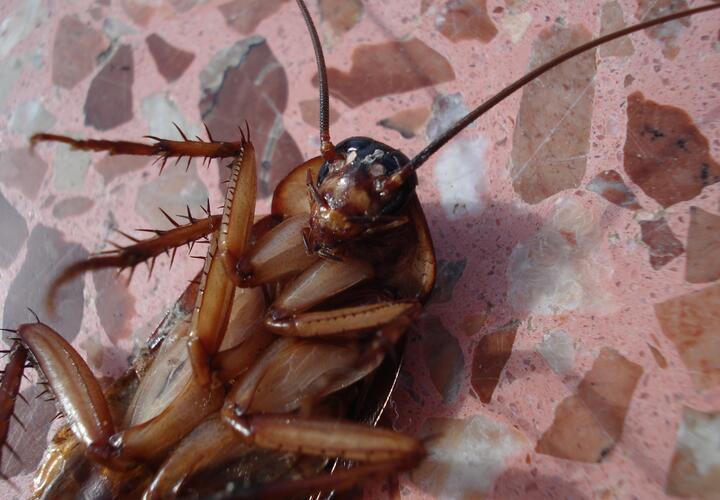 Тараканы в кроватях: краснодарский детский сад закрыли после жалоб