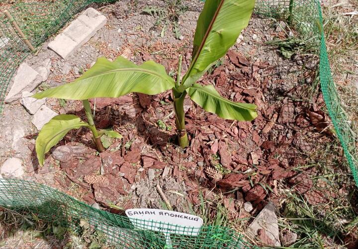 Украли японский банан: во время майских праздников неизвестный выкопал дерево в центре Новороссийска