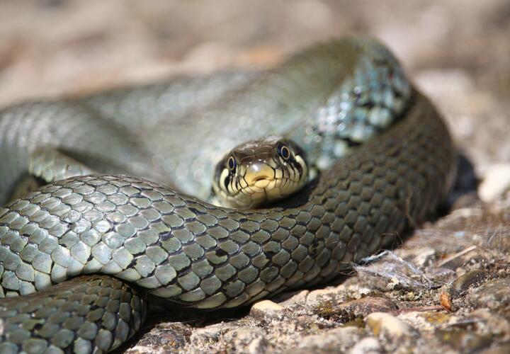 Укусила гадюка: специалисты рассказали, как вести себя при встрече со змеей