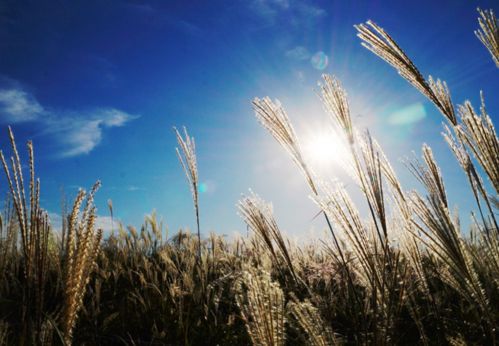 Погода на Кубани 25 мая