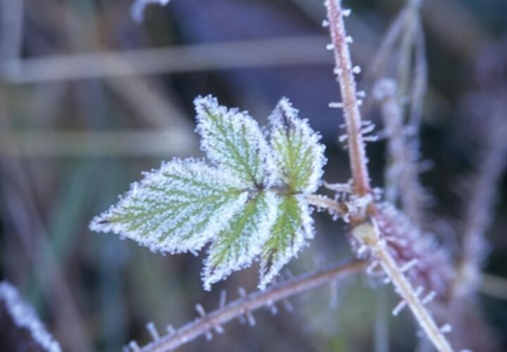 В Краснодарском крае увеличится риск гибели плодовых культур и теплолюбивых растений