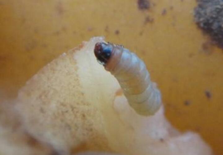 В Новороссийске задержали 165 тонн картофеля с гусеницами