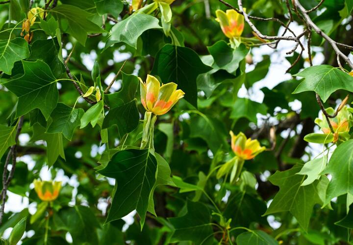 В парке Галицкого в Краснодаре тюльпановое дерево покрылось цветами