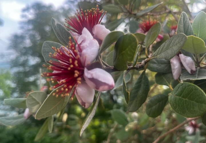 В Сочи кустарники фейхоа покрылись крупными цветами