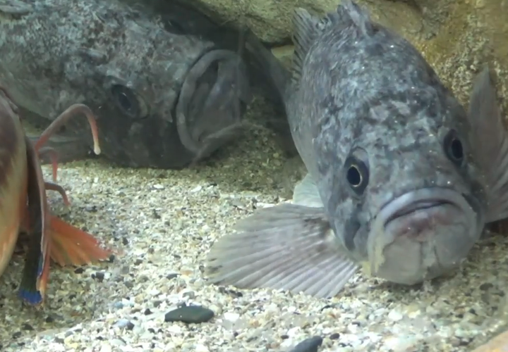 «Вторжение»: несколько особей опасных хищников обнаружены в Черном море