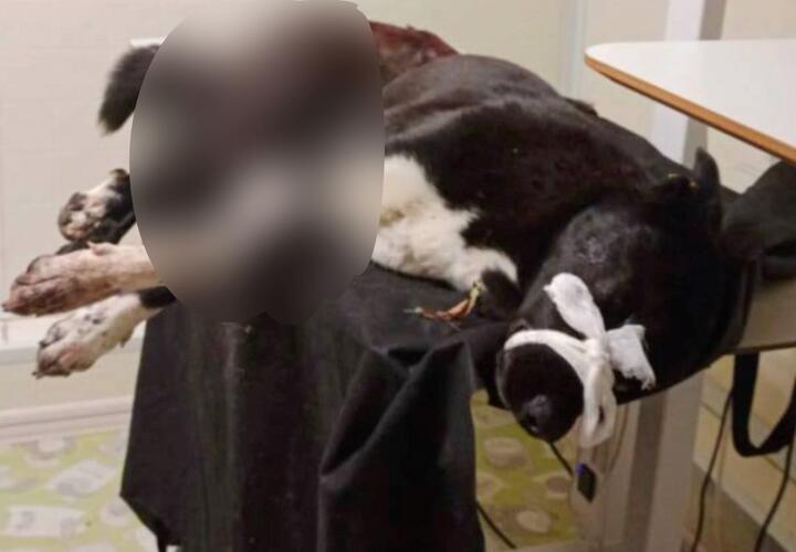 Живодер из Краснодара зарубил собаку топором в присутствии детей