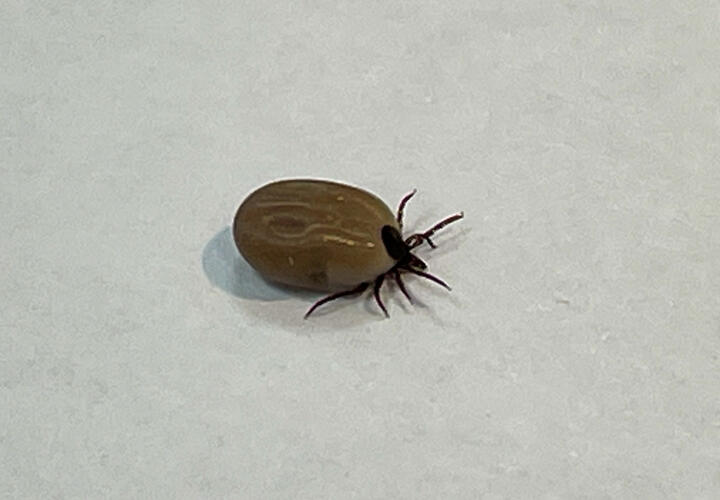 17 июня жителей Краснодара не пустят в городские парки