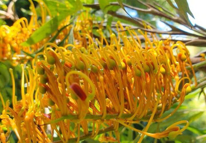 Дерево, существовавшее до динозавров, зацвело в Сочи