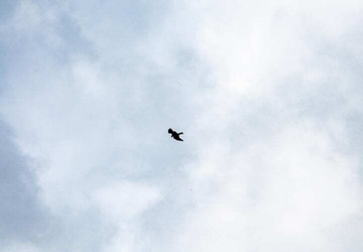 Гнездовье самой быстрой птицы в мире обнаружили в Сочи