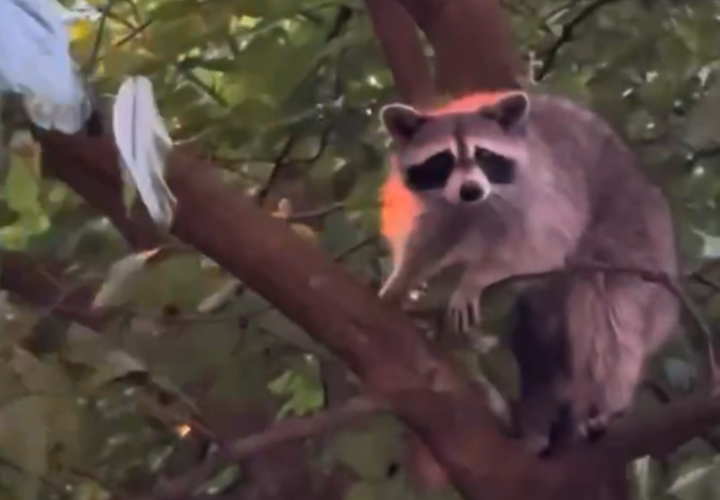 Лесной хищник забрел в центр Сочи