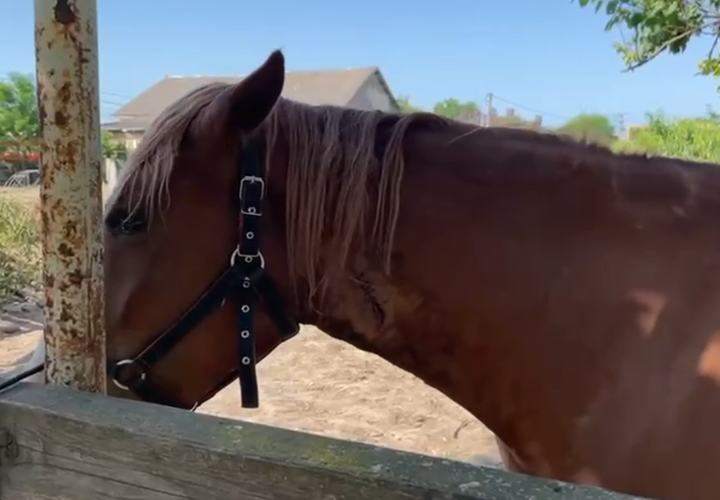На Кубани на казака, изрезавшего свою лошадь, могут завести уголовное дело