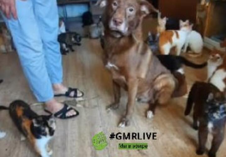 «Отравляющая вонь»: в Краснодаре соседка кошатницы, содержащей в однушке около 50 животных, рассказала подробности этой истории