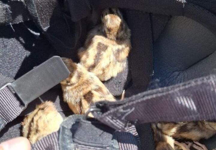 Птенцы фазана отпраздновали второй день рождения благодаря новороссийским спасателям