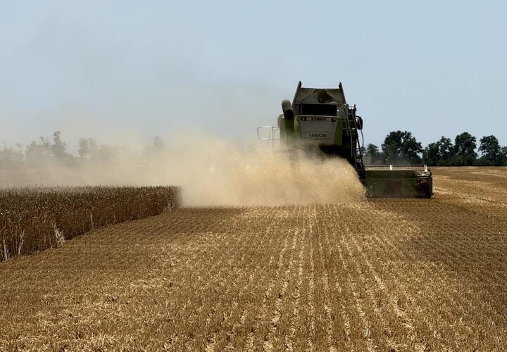 Пятую часть зерновых колосовых и зернобобовых культур убрали с полей краснодарские аграрии