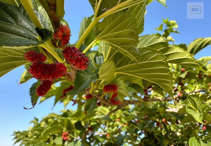 Снова пасмурно: какая погода будет на Кубани 26 июня