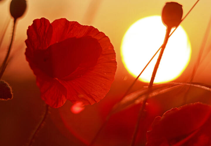 Солнцестояние в этом году наступит раньше времени