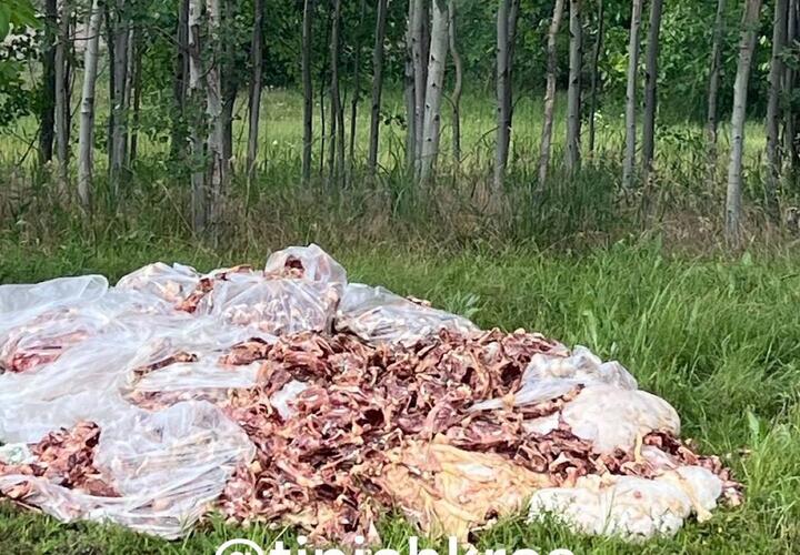 Страшная вонь и мухи: неизвестные вывалили мясные отходы прямо в чистом поле под Краснодаром
