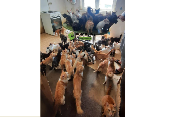 Ужас что творится: 50 кошек поселила в однокомнатной квартире жительница Гидростроя в Краснодаре