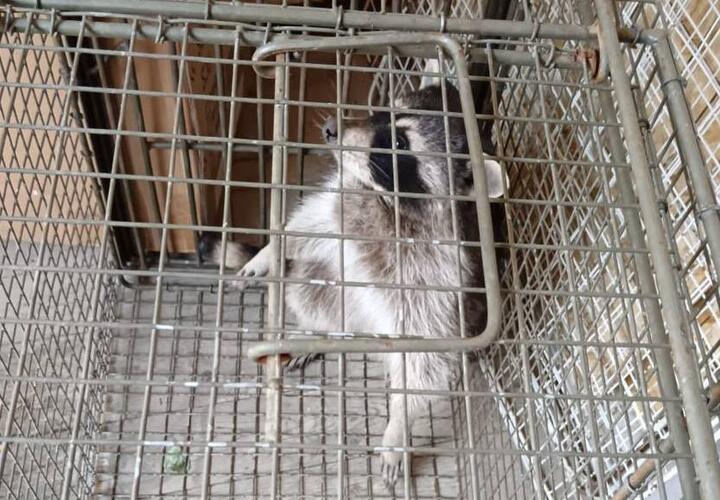 В Краснодарском крае пронырливый хищный зверь забрался в торговую палатку и напугал продавца